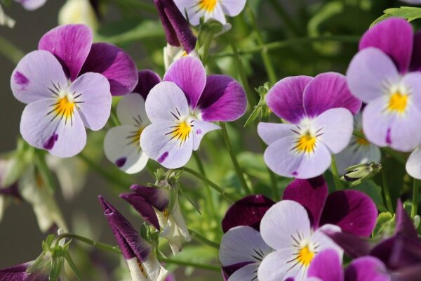 pansy, 400–500, blossom