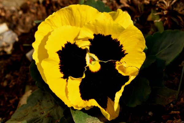 viola, pansy, flower