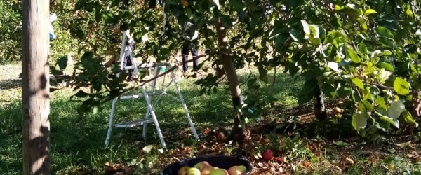 Le Verger École : Un environnement d’apprentissage enrichissant